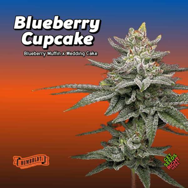 Blueberry Cupcake Cannabis Clones