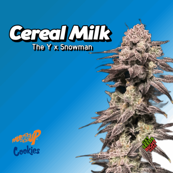Cereal Milk Cannabis Clones