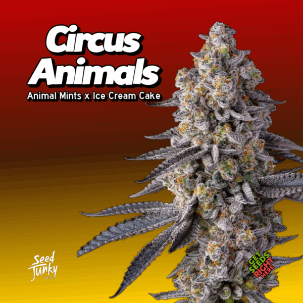 Circus Animals Cannabis Clones
