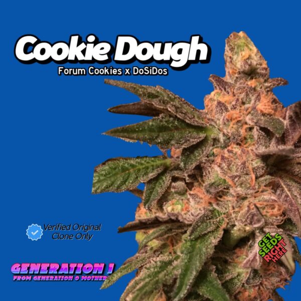 Cookie Dough (Clone)