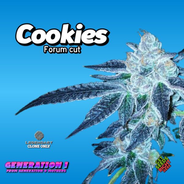 Cookies - Forum cut (clone)