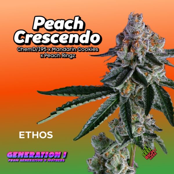 Peach Crescendo Cannabis Clones
