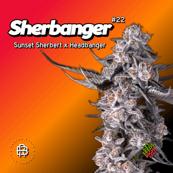 Sherbanger 22 Cannabis Clones
