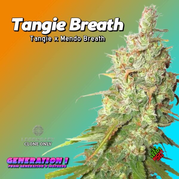 Tangie Breath (clone)