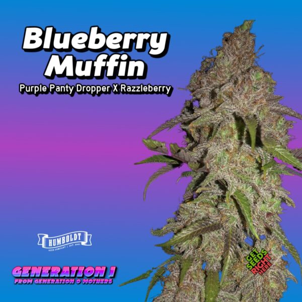 Blueberry Muffin (clone)