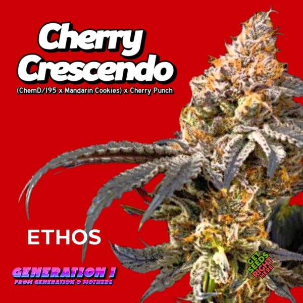 Cherry Crescendo Cannabis Clones for sale