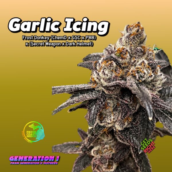 Garlic Icing Cannabis Clones