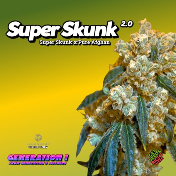 Super Skunk 2.0 Cannabis Clones for sale