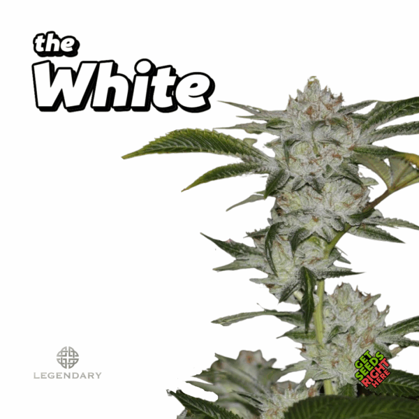 The White (clone)
