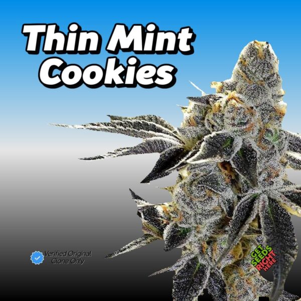 Cookies - Thin Mint (clone)