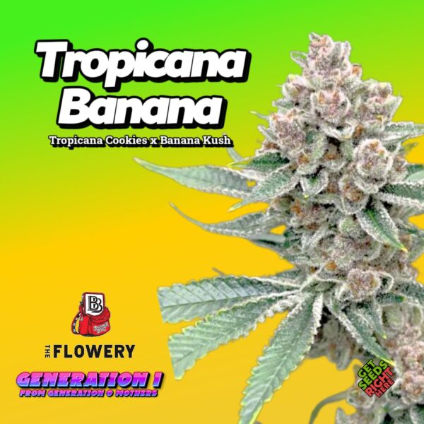 Tropicana Banana Cannabis Clones
