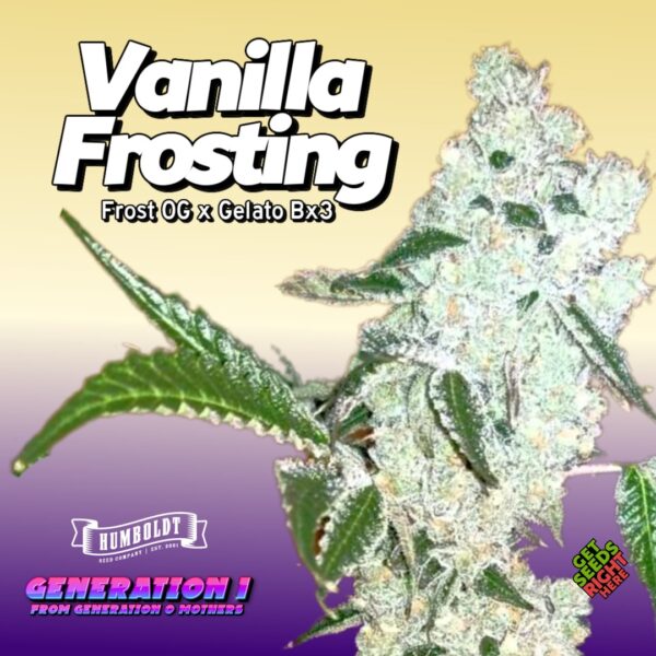 Vanilla Frosting Cannabis Clones