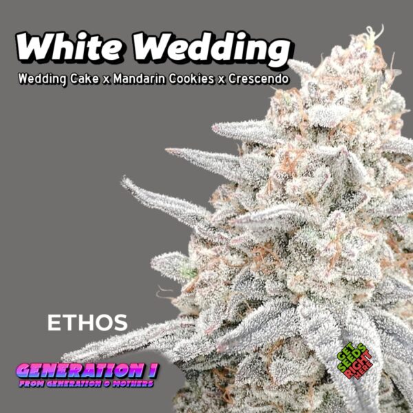 White Wedding Cannabis Clones