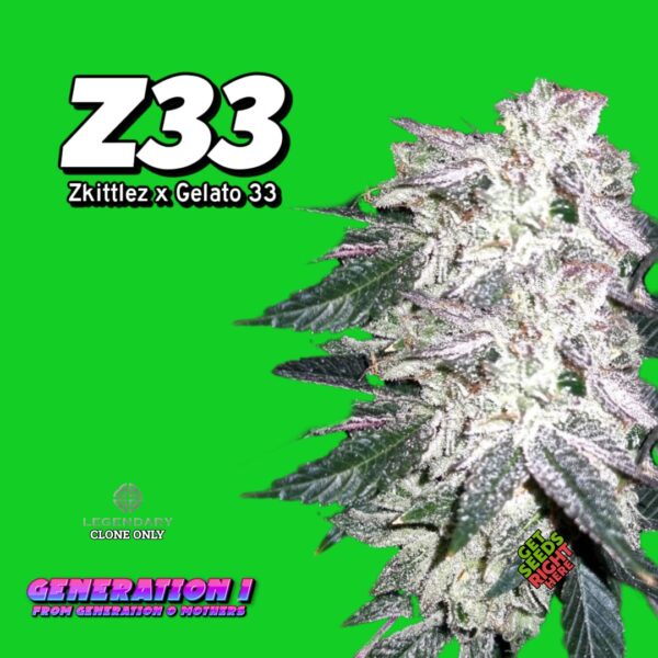 Z33 Cannabis Clones