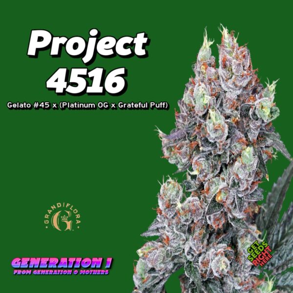 Project 4516 Cannabis Clones