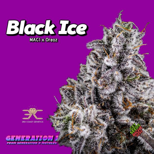 Black Ice by 3rd Coast Genetics (clone)
