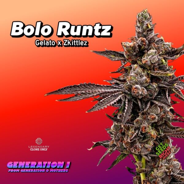 Bolo Runtz (clone)