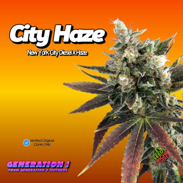 City Haze (clone)