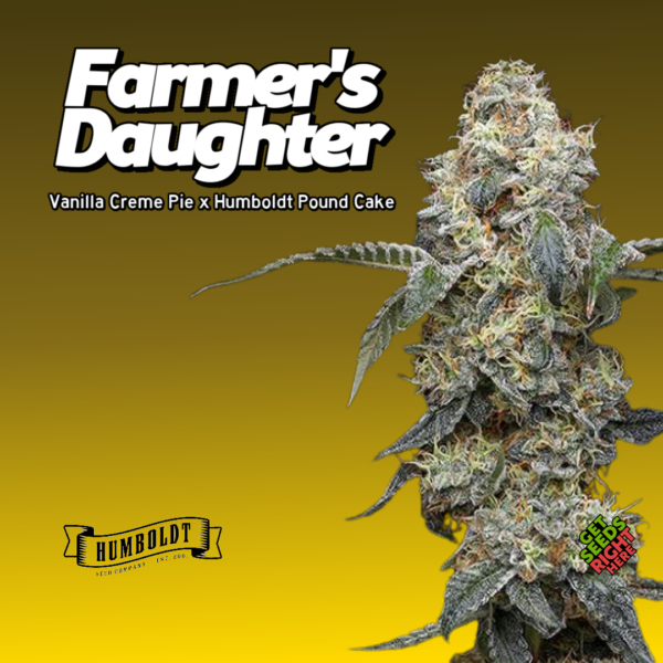 Farmer’s Daughter Cannabis Clones – Premium Hybrid Strain 🌼🔥