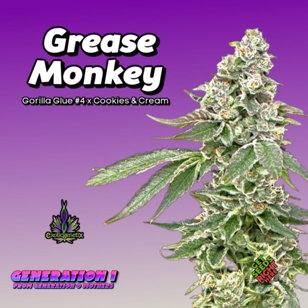 Grease Monkey Cannabis Clones