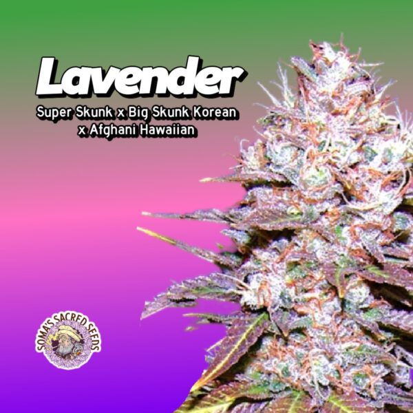 Lavender (clone)