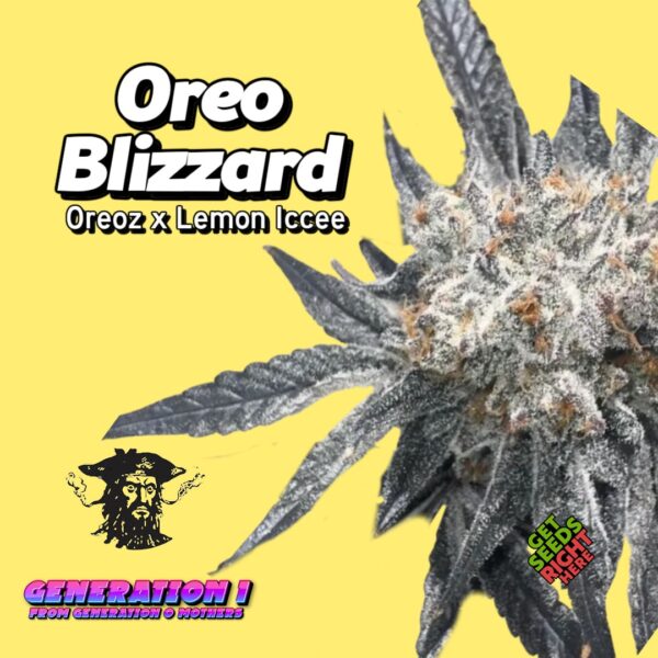 Oreo Blizzard Cannabis Clones