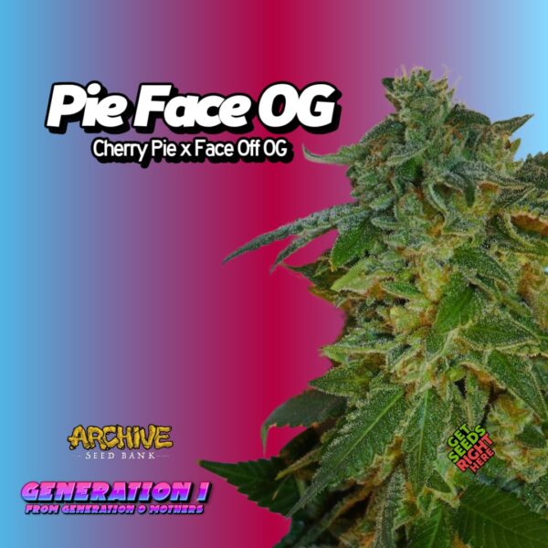 Pie Face OG (clone)