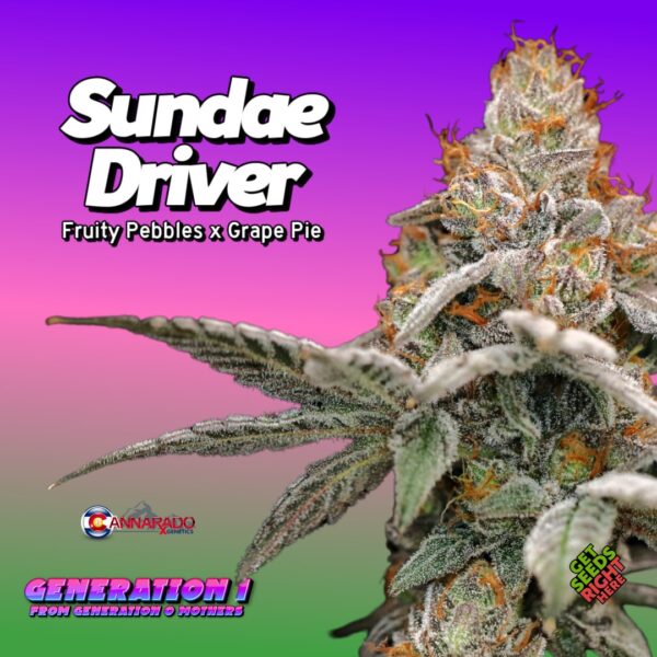 Sundae Driver Cannabis Clones – Fruity Pebbles x Grape Pie strain