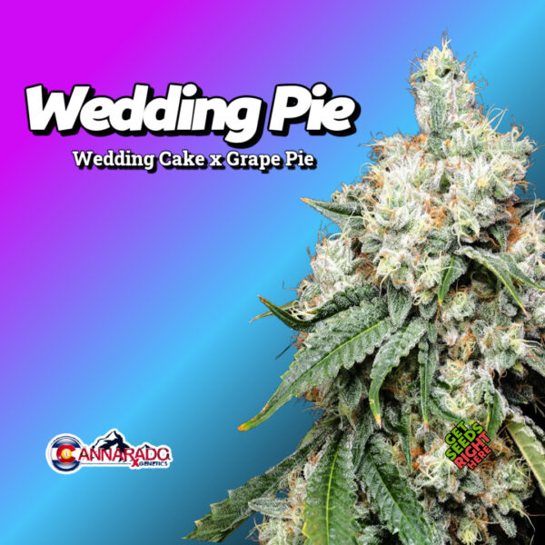 Close-up of a Wedding Pie cannabis plant with thick, frosty buds covered in orange pistils and deep green leaves. The strain name and lineage (Wedding Cake x Grape Pie) are displayed in bold text against a vibrant blue and purple gradient background, along with the Cannarado Genetics logo and "Get Seeds Right Here" text.