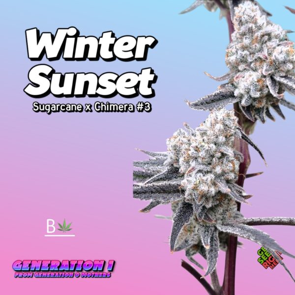 Winter Sunset clones