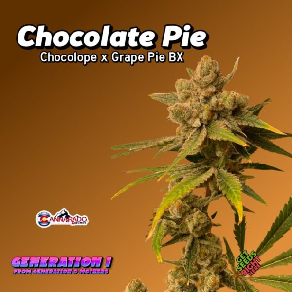 Chocolate Pie (clone)