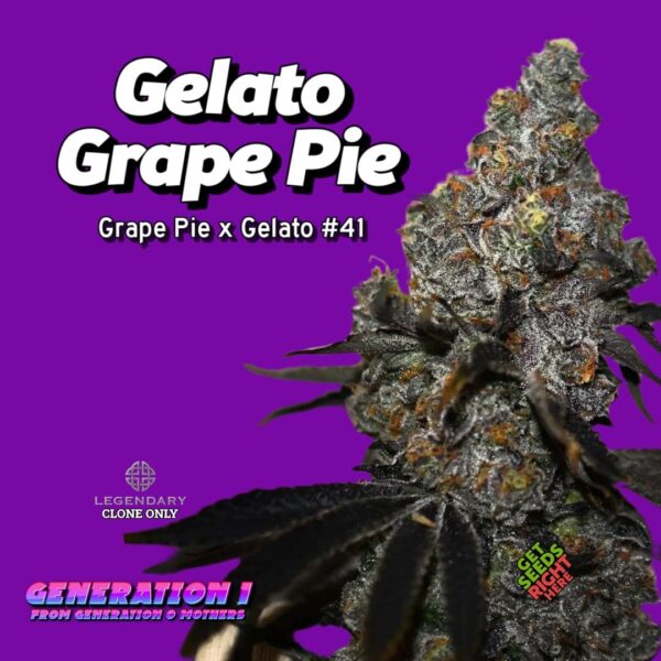 Grape Gelato Pie Cannabis Clones