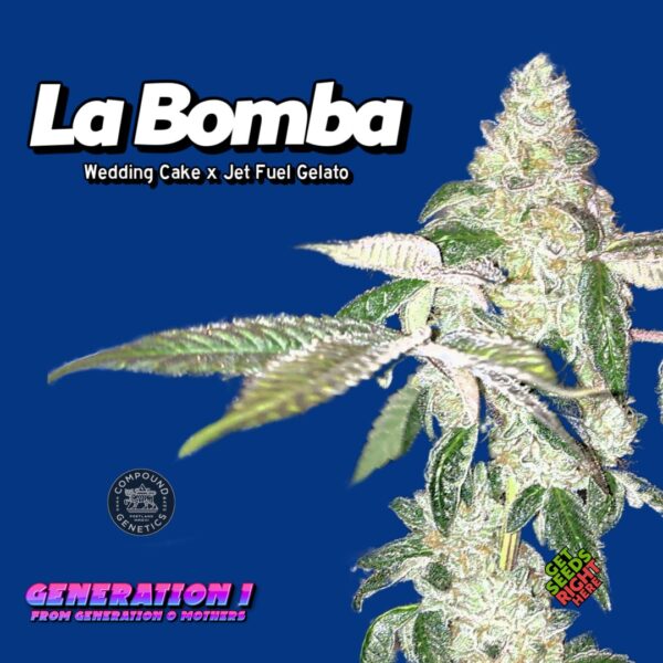 La Bomba (clone)