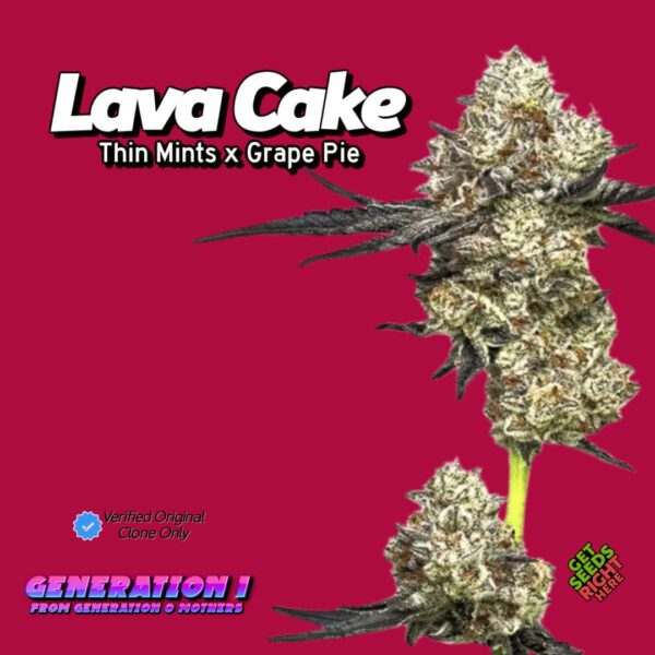 Lava Cake (clone)