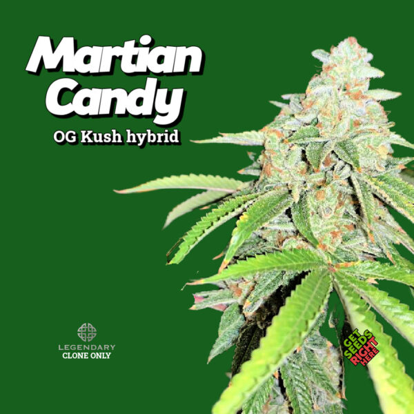 Martian Candy Cannabis Clones – OG Kush hybrid with candy gas terpenes 🍬