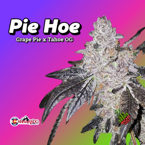 Close-up of a Pie Hoe cannabis plant with dark purple leaves and dense, frosty buds. The strain name and lineage (Grape Pie x Tahoe OG) are displayed in bold text against a vibrant purple and pink gradient background, along with the Cannarado Genetics logo and "Get Seeds Right Here" text.