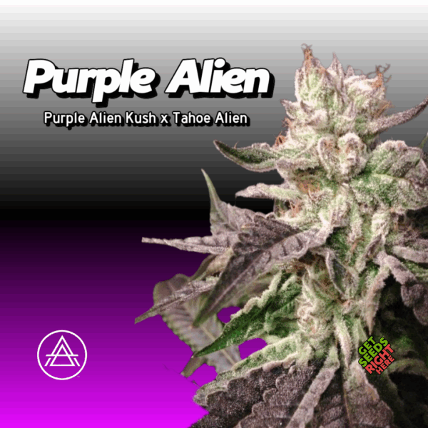 Purple Alien  (clone)
