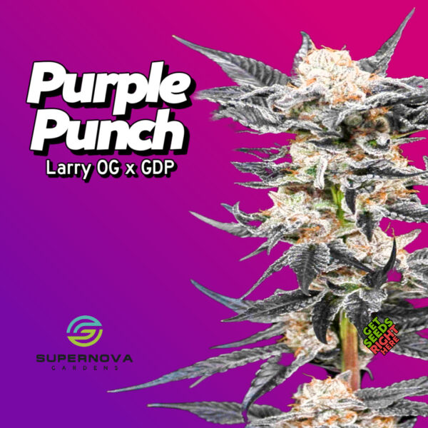 Purple Punch Cannabis Clones – Larry OG x GDP strain