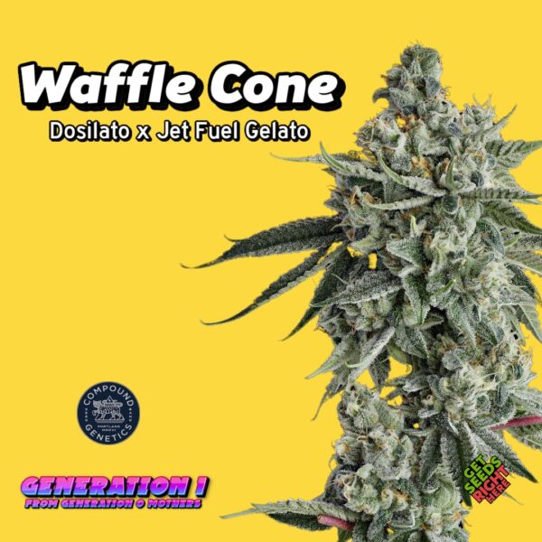Waffle Cone Cannabis Clones