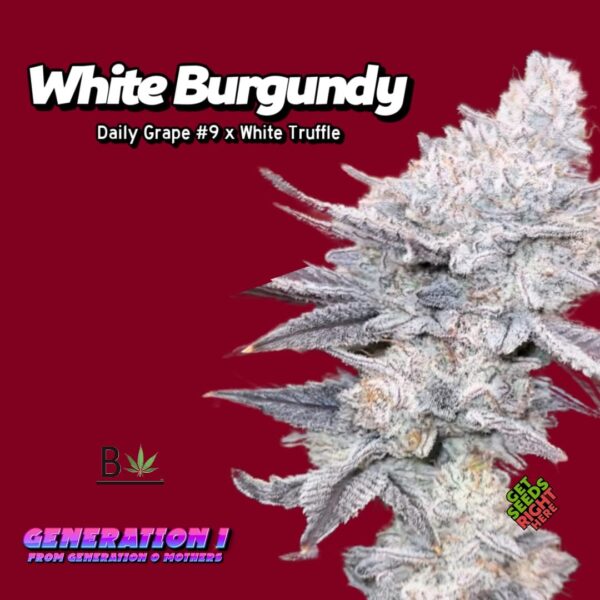 White Burgundy (clone)