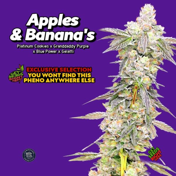 Apples & Banana's pheno hunt (Clone)