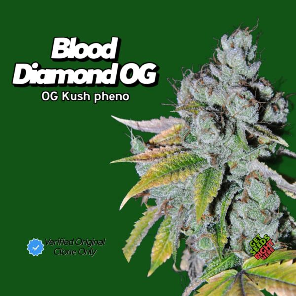 Blood Diamond OG (clone)