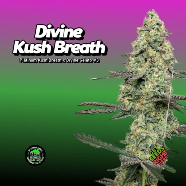 Divine Kush Breath (clone)