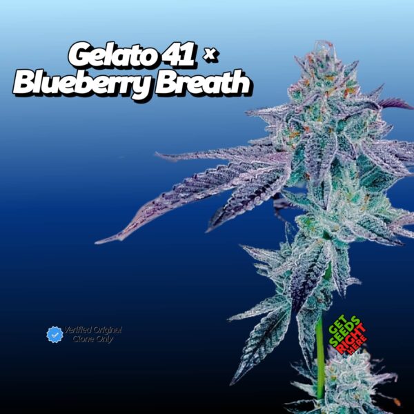 Gelato #41 x Blueberry Breath (clone)