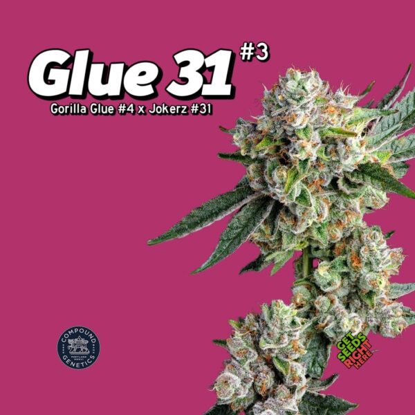 Glue 31 #3 (clone)