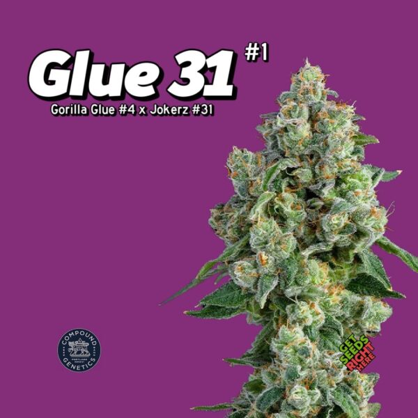 Glue 31 #1 (clone)