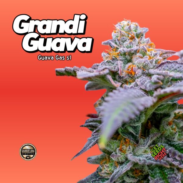Grandi Guava (Clone)