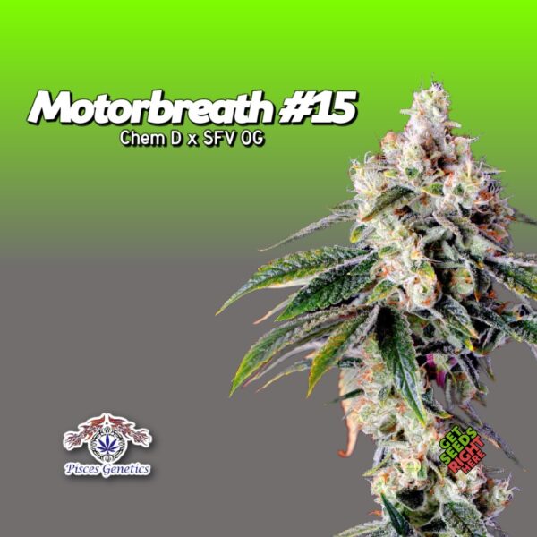 Motorbreath #15 (clone)