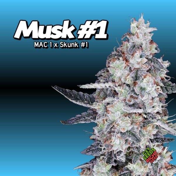 Musk #1 (clone)