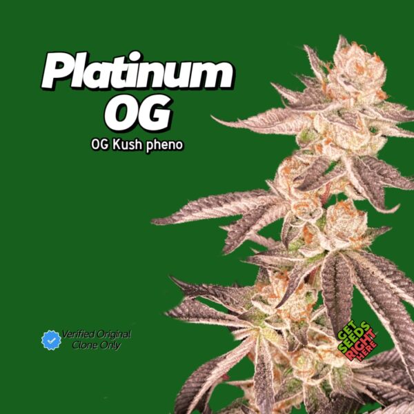 Platinum OG (clone)